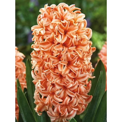 Tavaszi virágözön (2) - 60 db-os Lasagne virághagyma válogatás