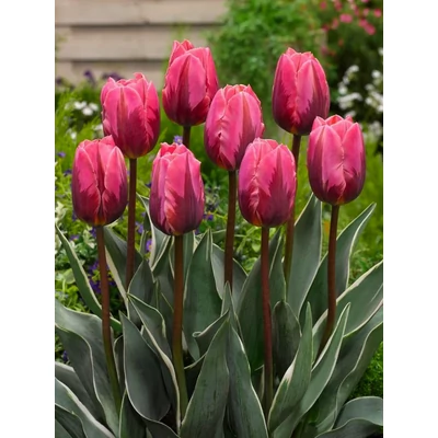 Szirmok kavalkádja - 40 db-os Lasagne virághagyma válogatás