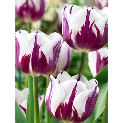 Tavaszi virágözön (1) - 60 db-os Lasagne virághagyma válogatás