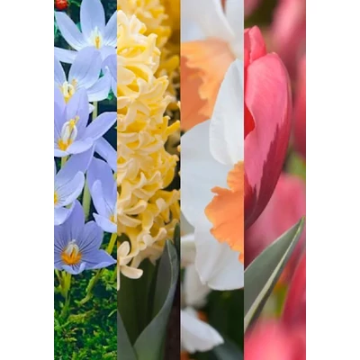 Szirmok kavalkádja - 40 db-os Lasagne virághagyma válogatás