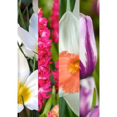 Tavaszi virágözön (1) - 60 db-os Lasagne virághagyma válogatás
