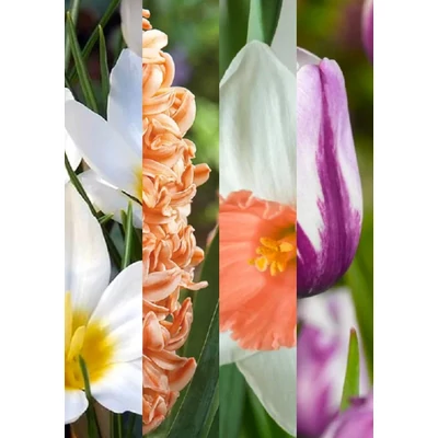 Tavaszi virágözön (2) - 60 db-os Lasagne virághagyma válogatás