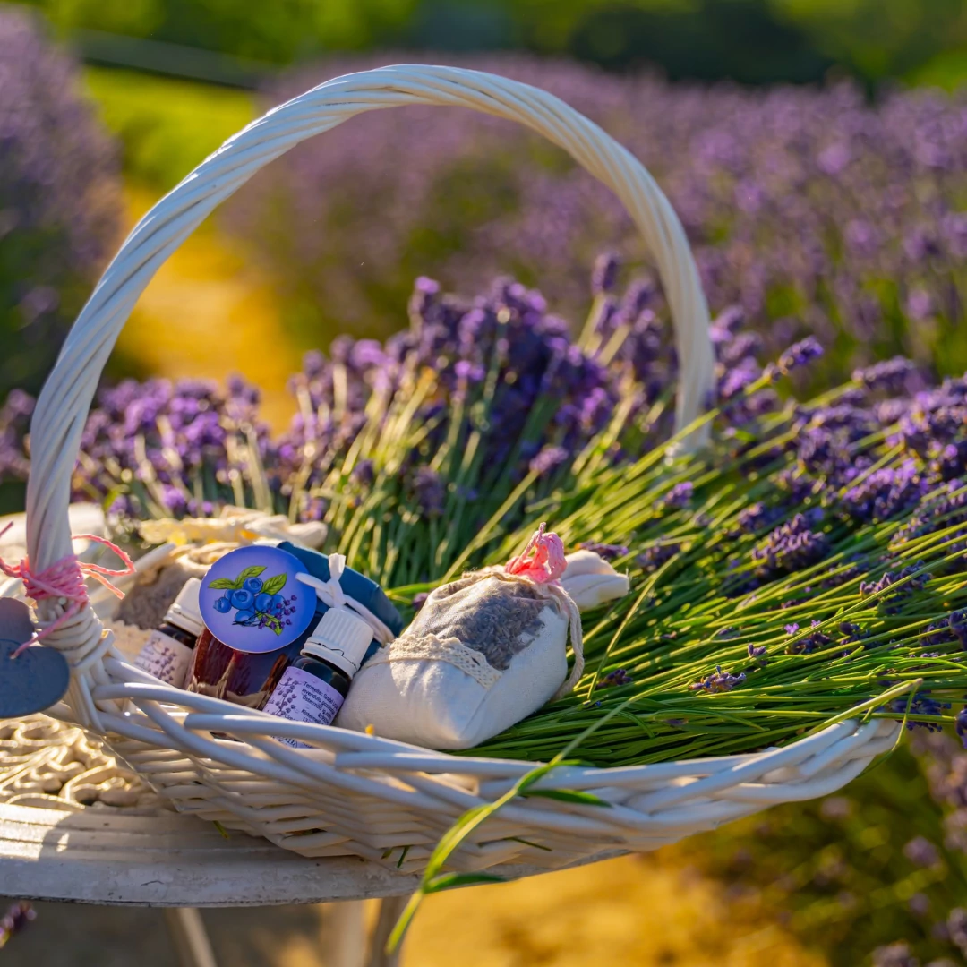 FELTÖLTŐDÉS Shop Dolor