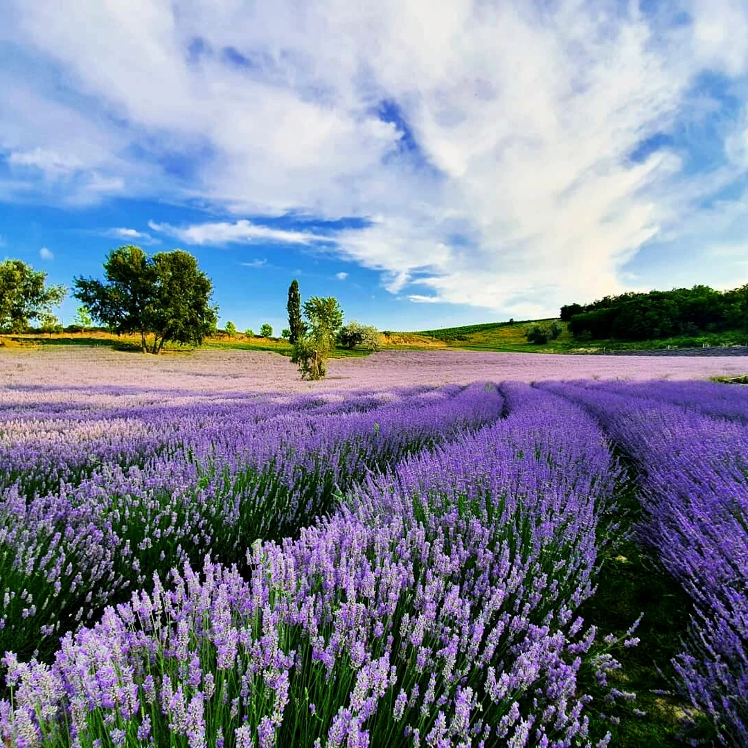 VIRÁGTENGER Shop Ipsum